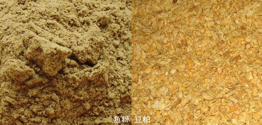 N310自動(dòng)凱氏定氮儀測(cè)定魚(yú)粉與豆粕蛋白質(zhì)實(shí)例